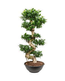 Bonsai Ficus Microcarpa 150 cm