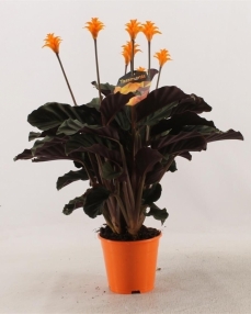 Calathea crocata 45 cm 