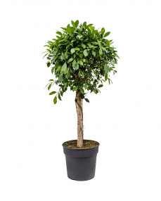 Ficus Nitida 140 cm