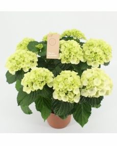 Hydrangea white 40 cm 