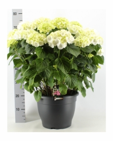 Hydrangea white 70 cm 