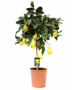 Lemon 80 cm 