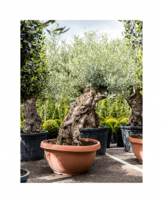 Olive bonsai 180 cm