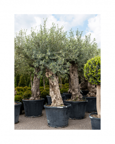 Olive bonsai 200 cm