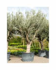 Olive bonsai 260 cm