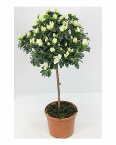 Rhododendron white plant 65 cm height 