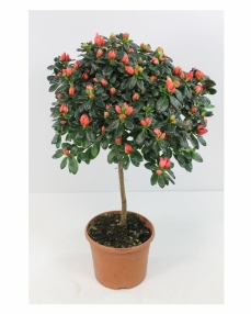 Red rhododendron plant 65 cm height 