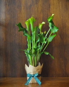 Calla plant 50 cm