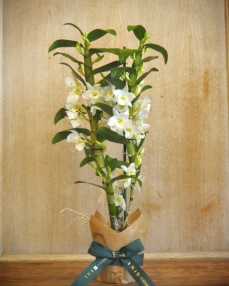 Dendrobium white plant