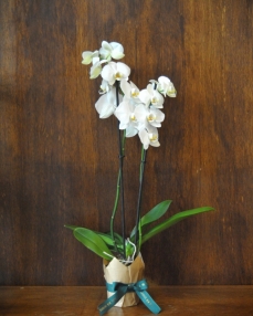 Phalaenopsis plant white