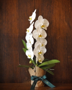 Formidablo phalaenopsis plant white