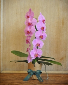 Pink phalaenopsis formidablo plant