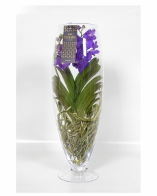 Vanda with glass vase 