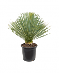 Yucca Rostrata 80 cm